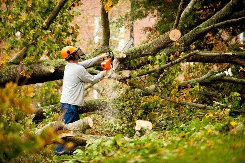 Emergency Tree Removal Quotes Bernardsville